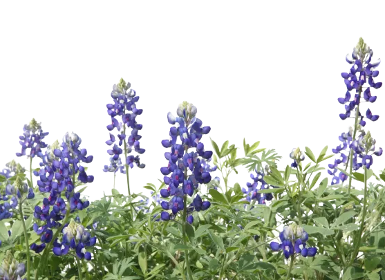 Flowers With Plants — Spring, TX — Advanced Apartment Movers