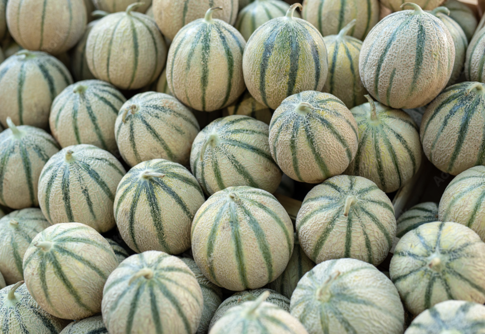 Un montón de melones están colocados uno encima del otro sobre una mesa.
