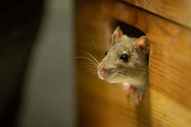 A rat peeks out of a wooden hole, its nose and whiskers visible.