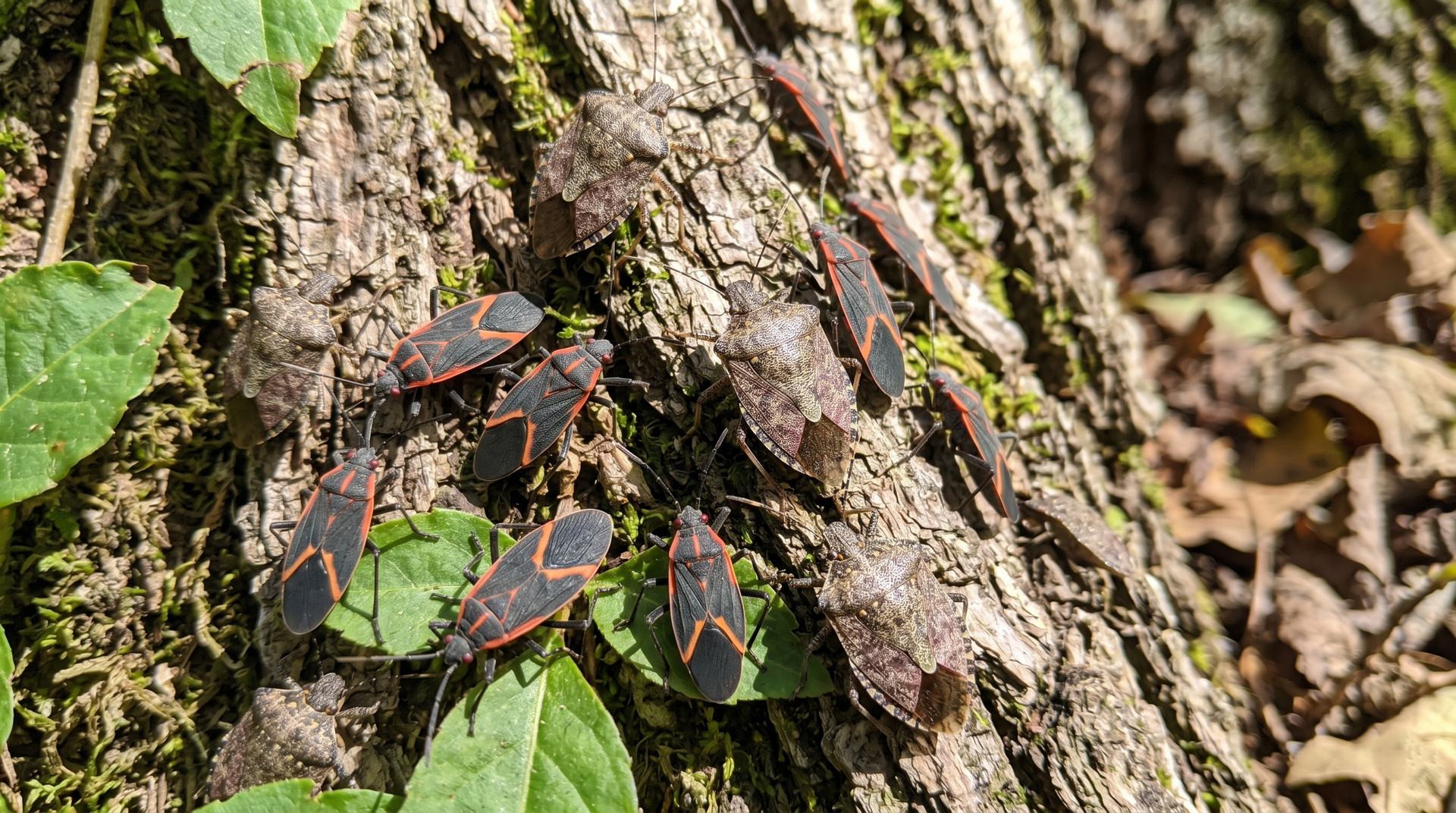 Black-and-red insects clustered on rough tree bark beside green leaves