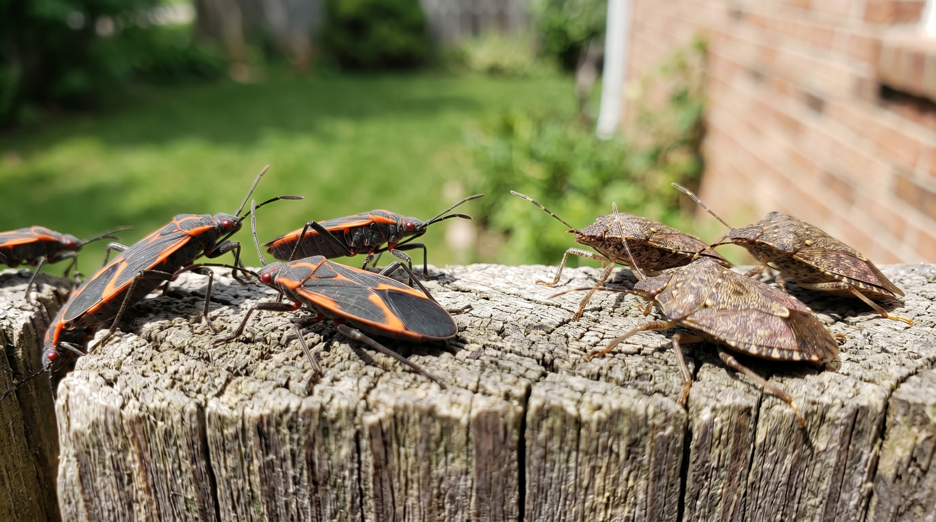 Orange-and-black bugs clustered on a weathered tree stump outdoors