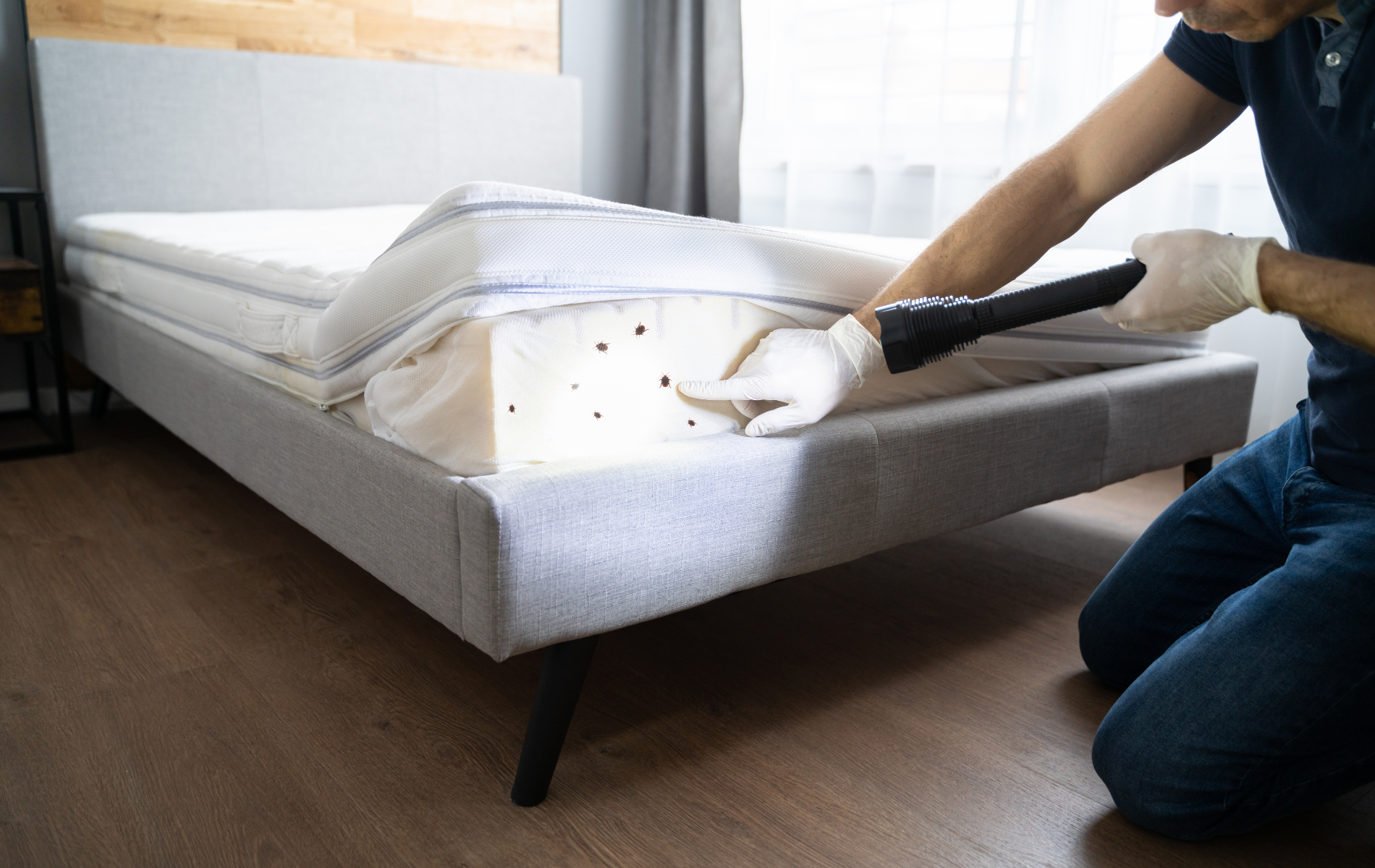 A man is cleaning a bed with a vacuum cleaner.