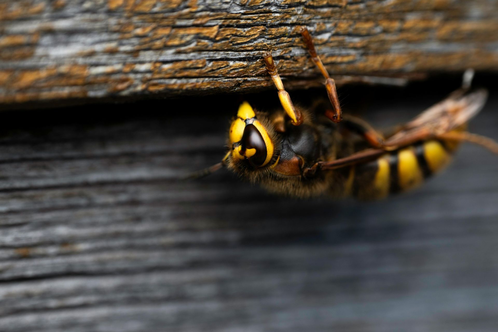 Yellow-and-black wasp crawling under a wooden plank on weathered gray boards