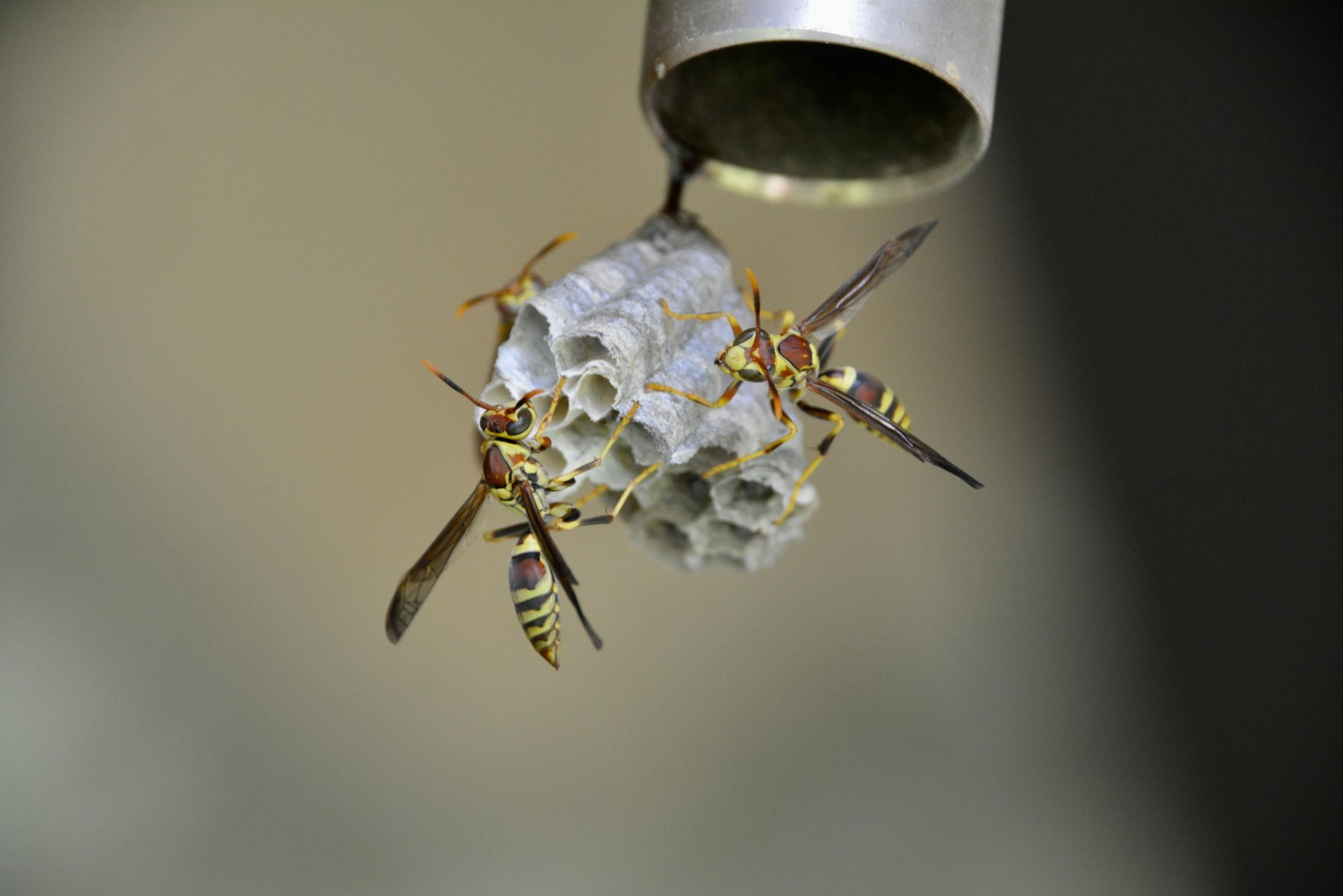 Wasps building a hexagonal nest beneath a metal pipe