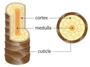 Labeled cross-section of a hair shaft showing cuticle, cortex, and medulla.