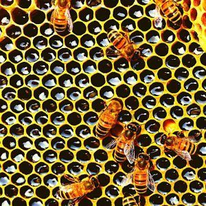 Bees crawling on a yellow hexagonal honeycomb pattern