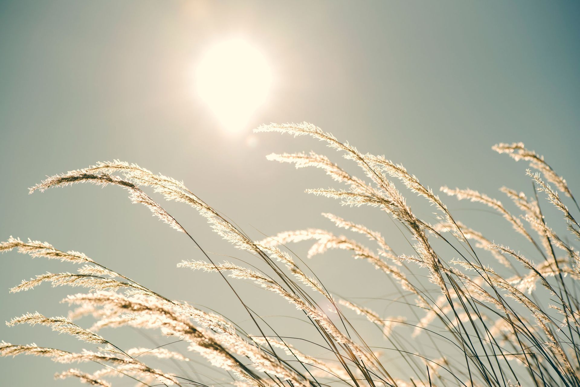 Cattail Flower | Aurora, IL | Prairie Point Dental Cattail Flower | Aurora, IL | Prairie Point Dental