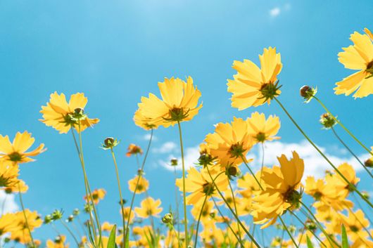 Yellow Wild Flower | Aurora, IL | Prairie Point Dental Yellow Wild Flower | Aurora, IL | Prairie Point Dental