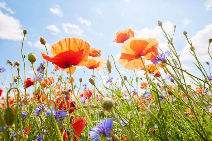 Beautiful Wild Flower | Aurora, IL | Prairie Point Dental Beautiful Wild Flower | Aurora, IL | Prairie Point Dental