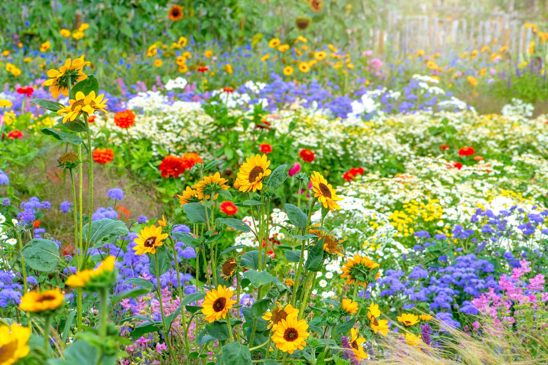 Colorful Wild Flower | Aurora, IL | Prairie Point Dental Colorful Wild Flower | Aurora, IL | Prairie Point Dental