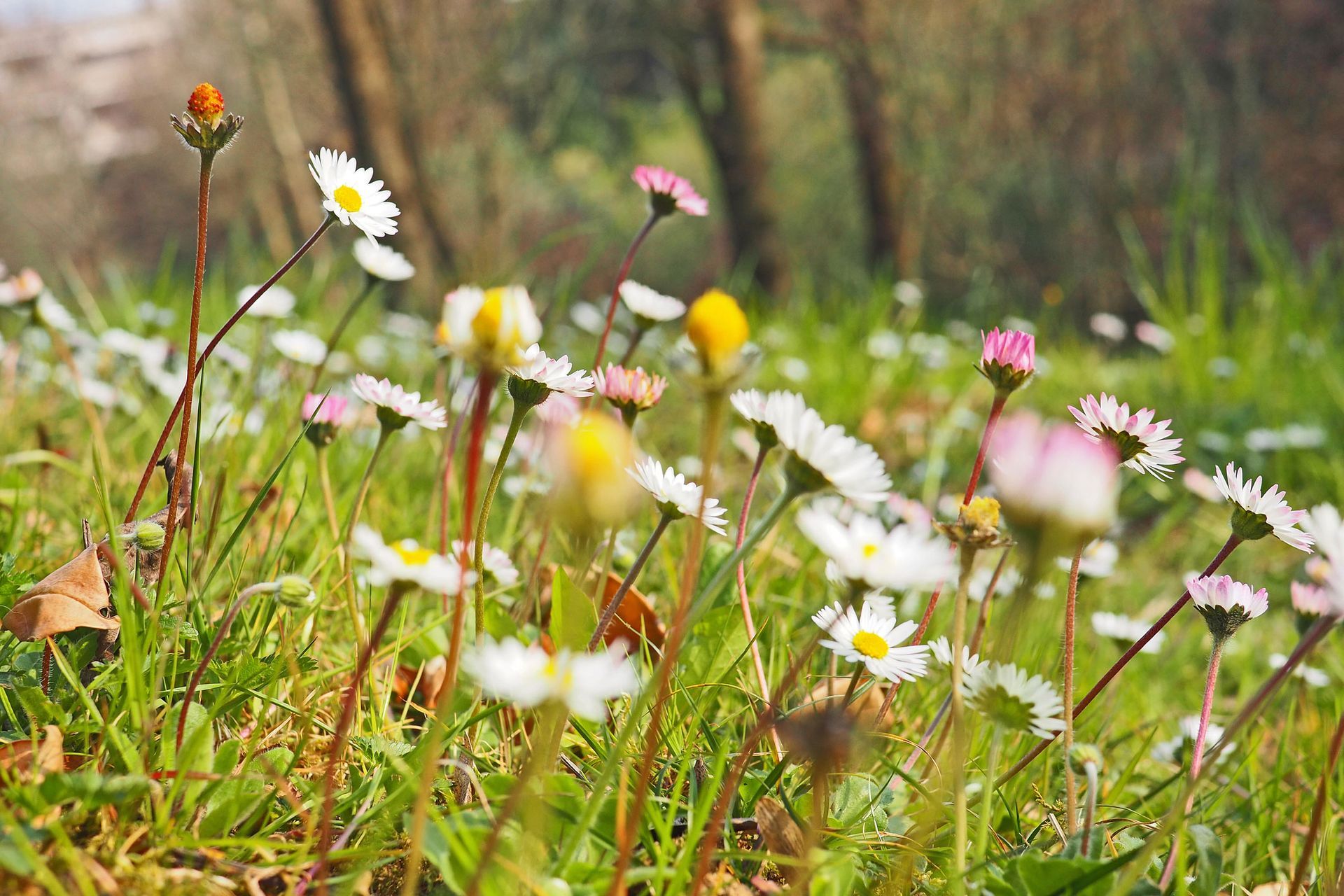 White Wild Flower | Aurora, IL | Prairie Point Dental White Wild Flower | Aurora, IL | Prairie Point Dental