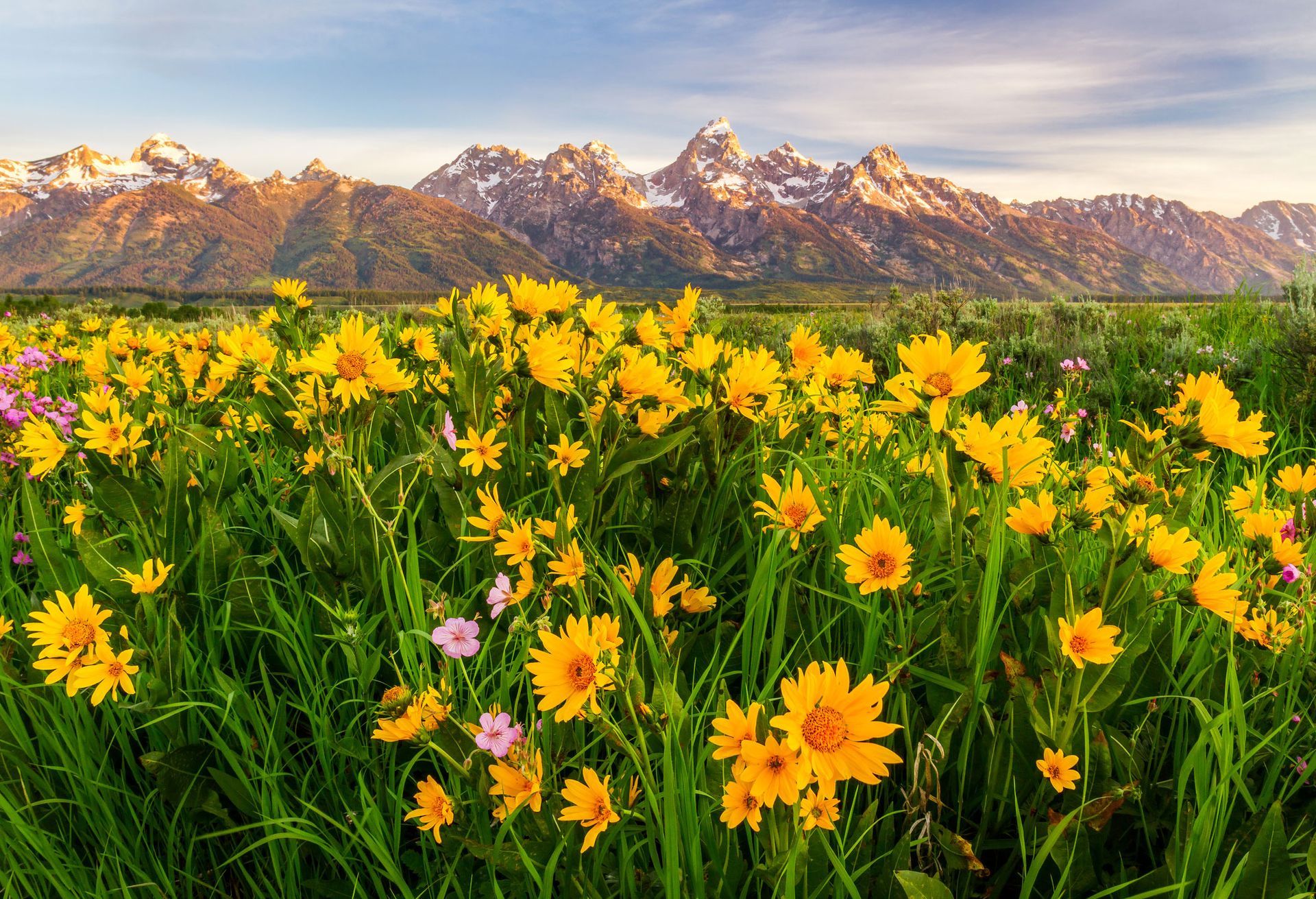 Yellow wildflowers in a green meadow with a rugged mountain range in the background