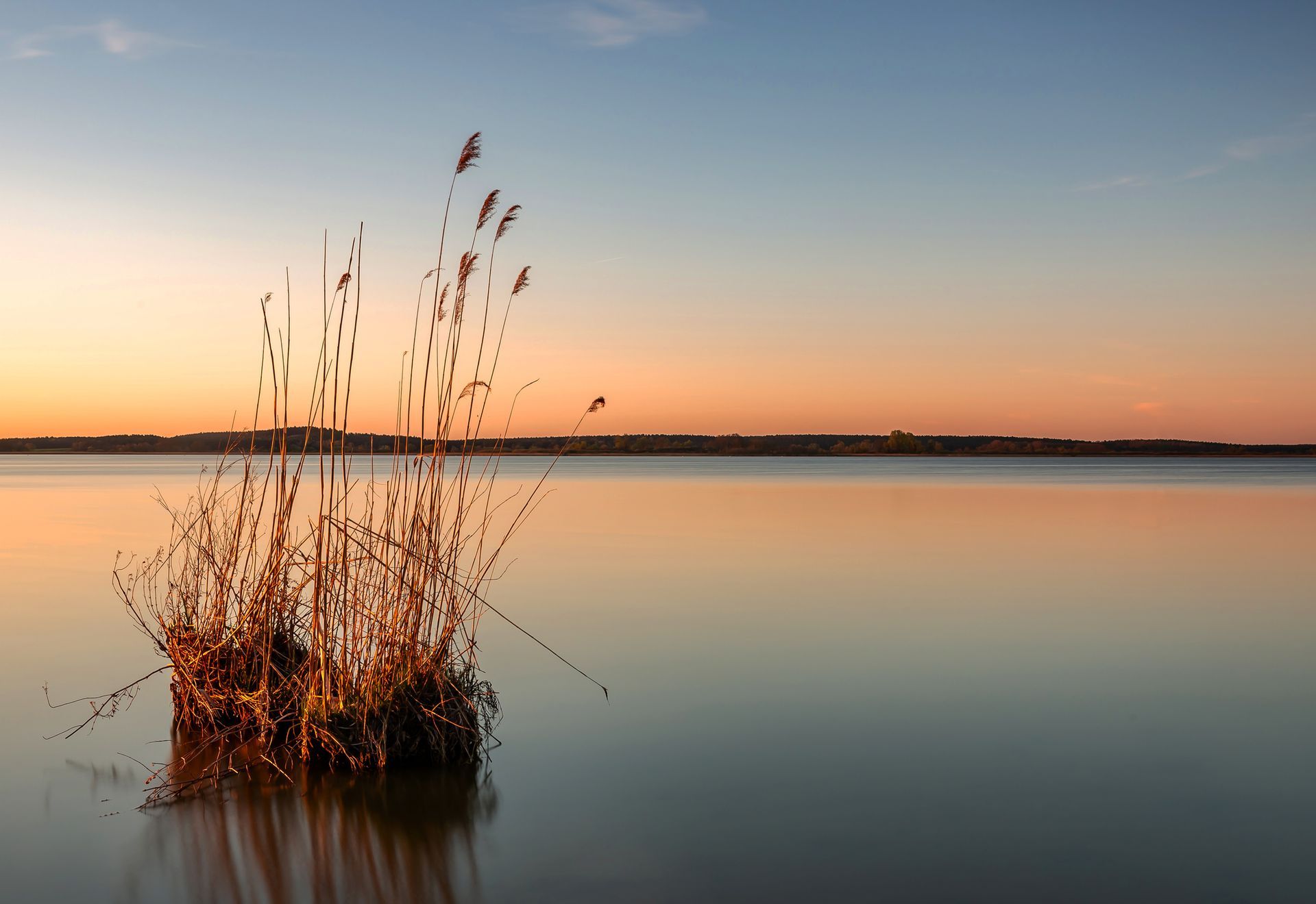 Golden sunset over calm water with reeds rising from the shoreline