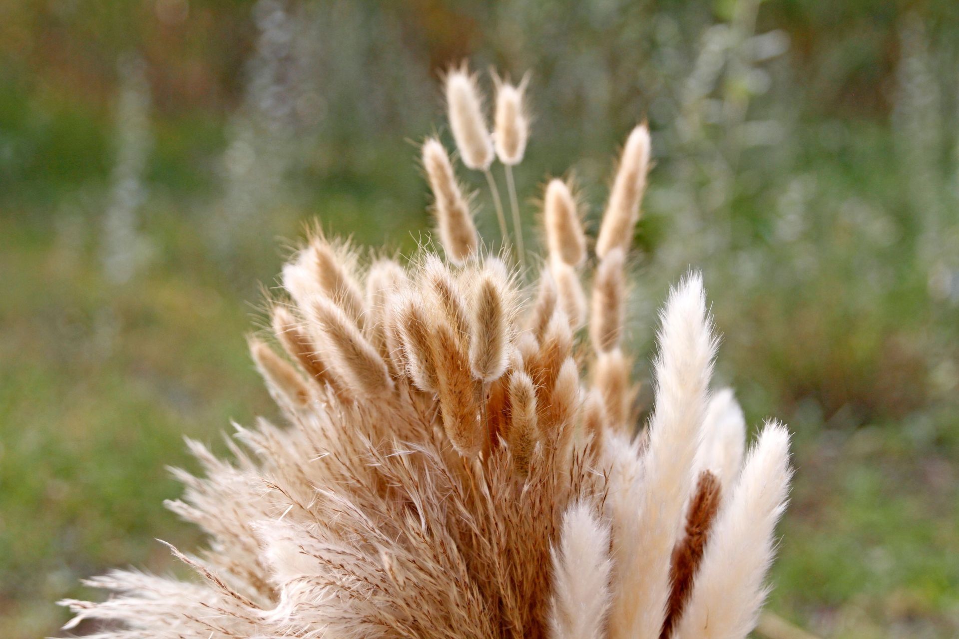 Close-up of fluffy tan grass seed heads in a blurred green field
