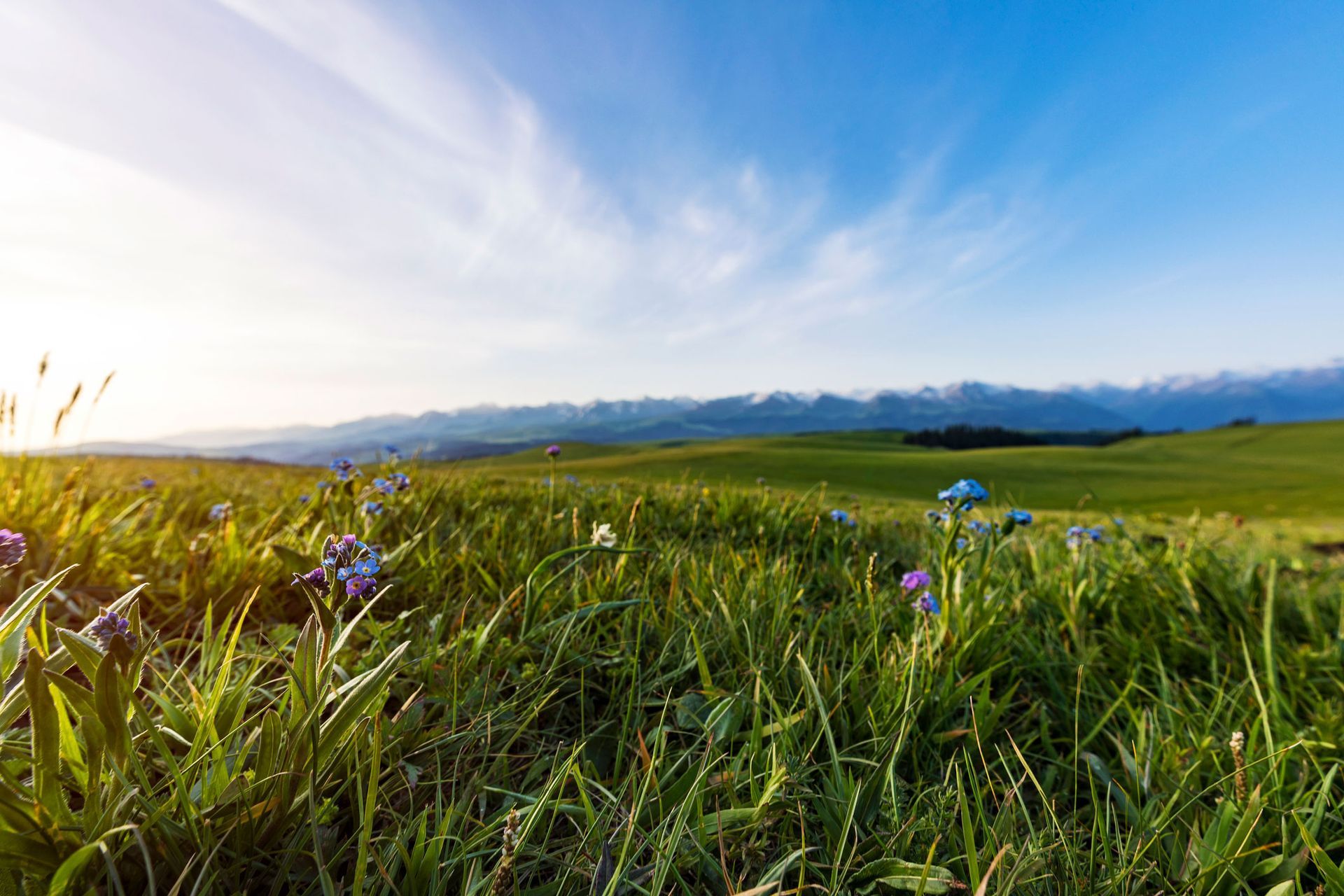 Wildflower meadow under a bright blue sky with distant mountains on the horizon