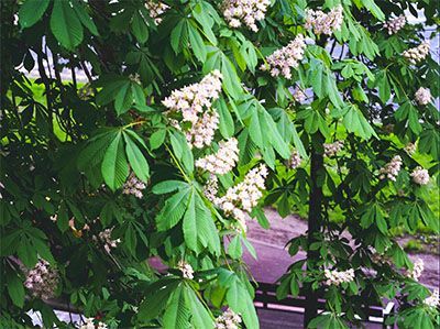 kastanje boom blad, chestnut tree leave