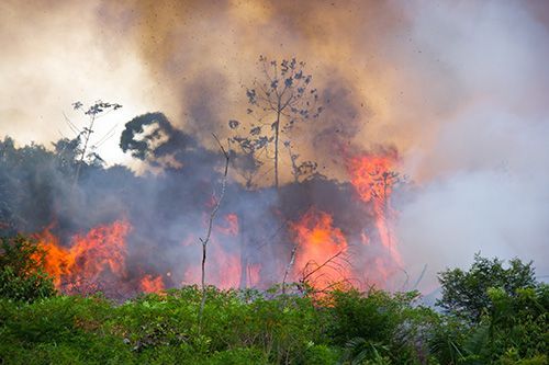 bosbrand, bush fire