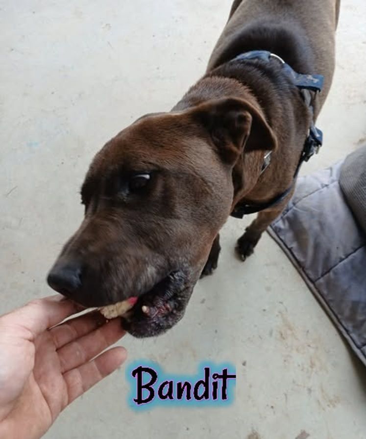 Brown dog named Bandit eating a treat from a person's hand. — Barking Happy Treats In Collombatti, NSW