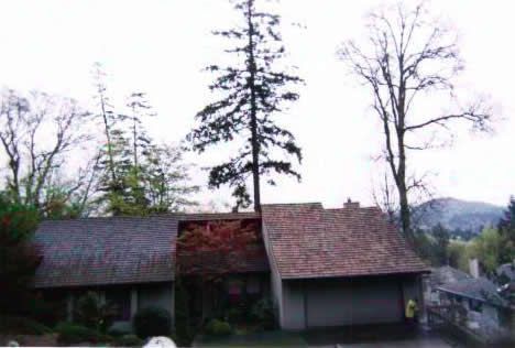 A house with a large tree in front of it