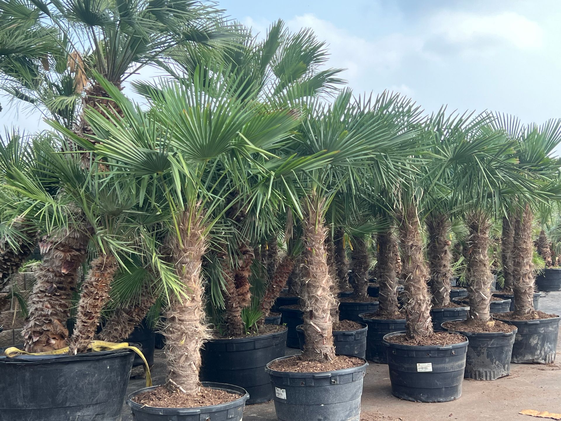 Landscaping Dallas, TX Texas Palm Trees and Irrigation LLC