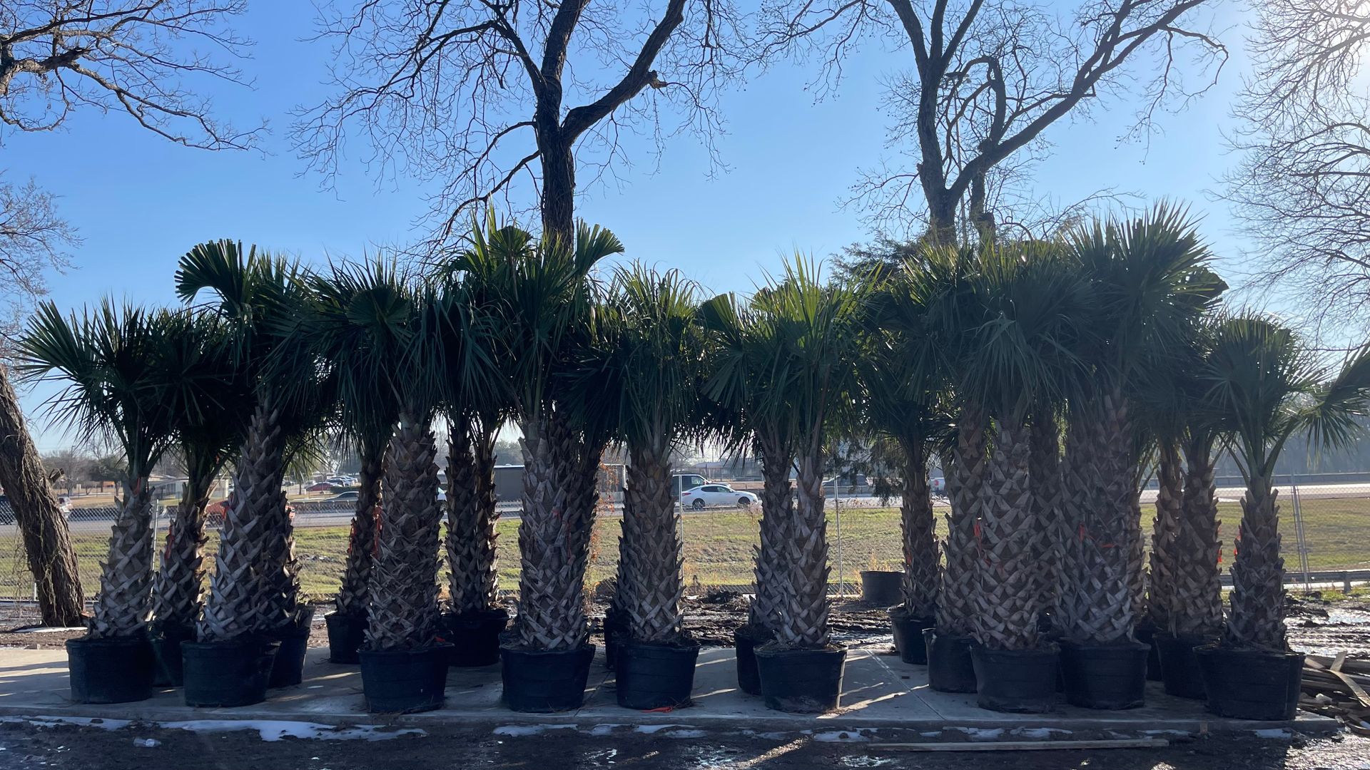 Landscaping Dallas, TX Texas Palm Trees and Irrigation LLC