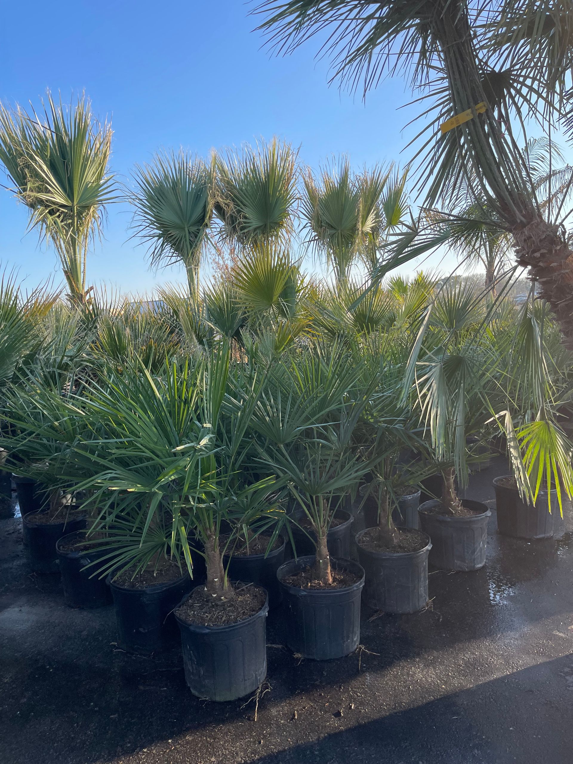 Landscaping Dallas, TX Texas Palm Trees and Irrigation LLC