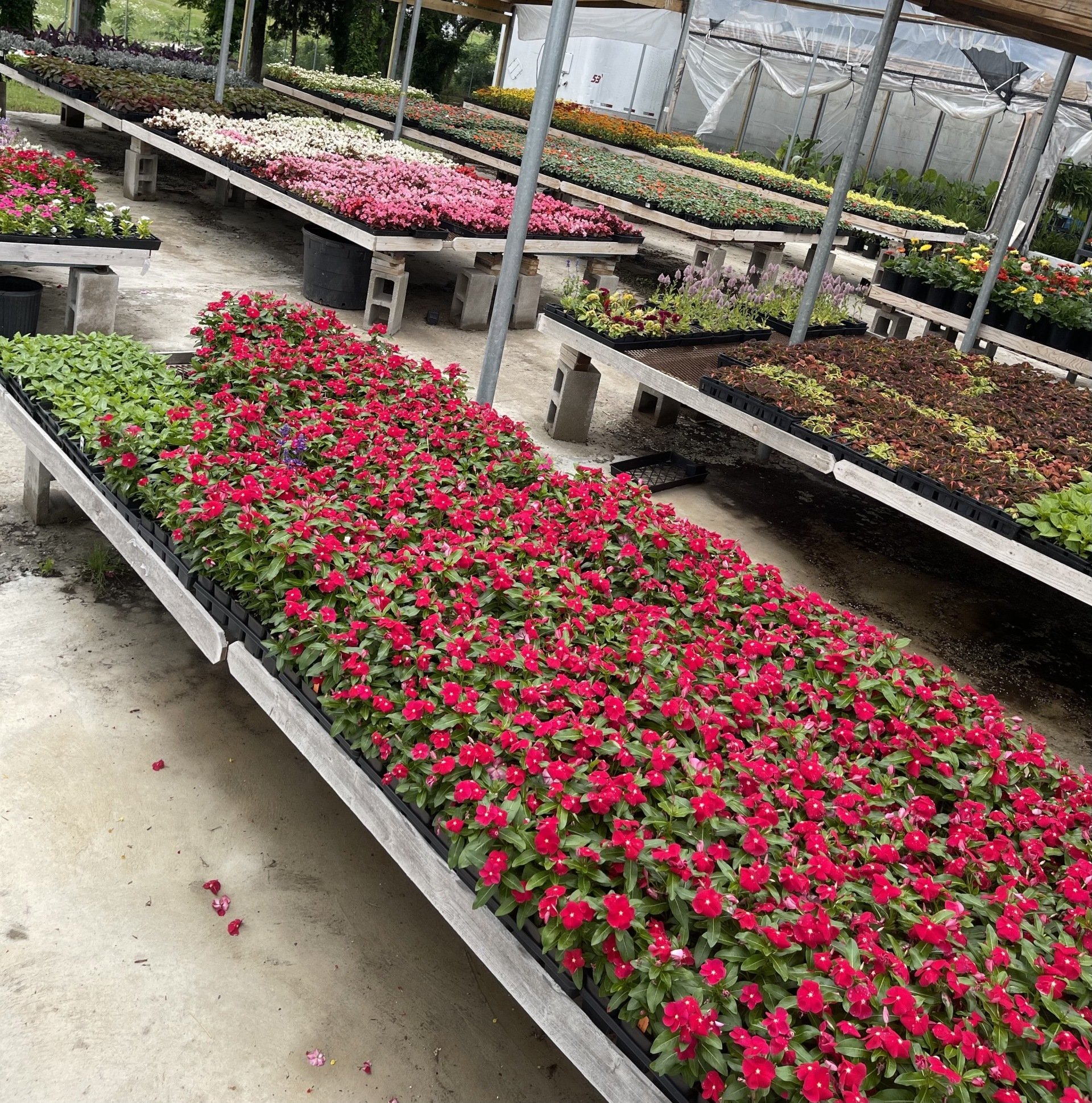 Landscaping Dallas, TX Texas Palm Trees and Irrigation LLC