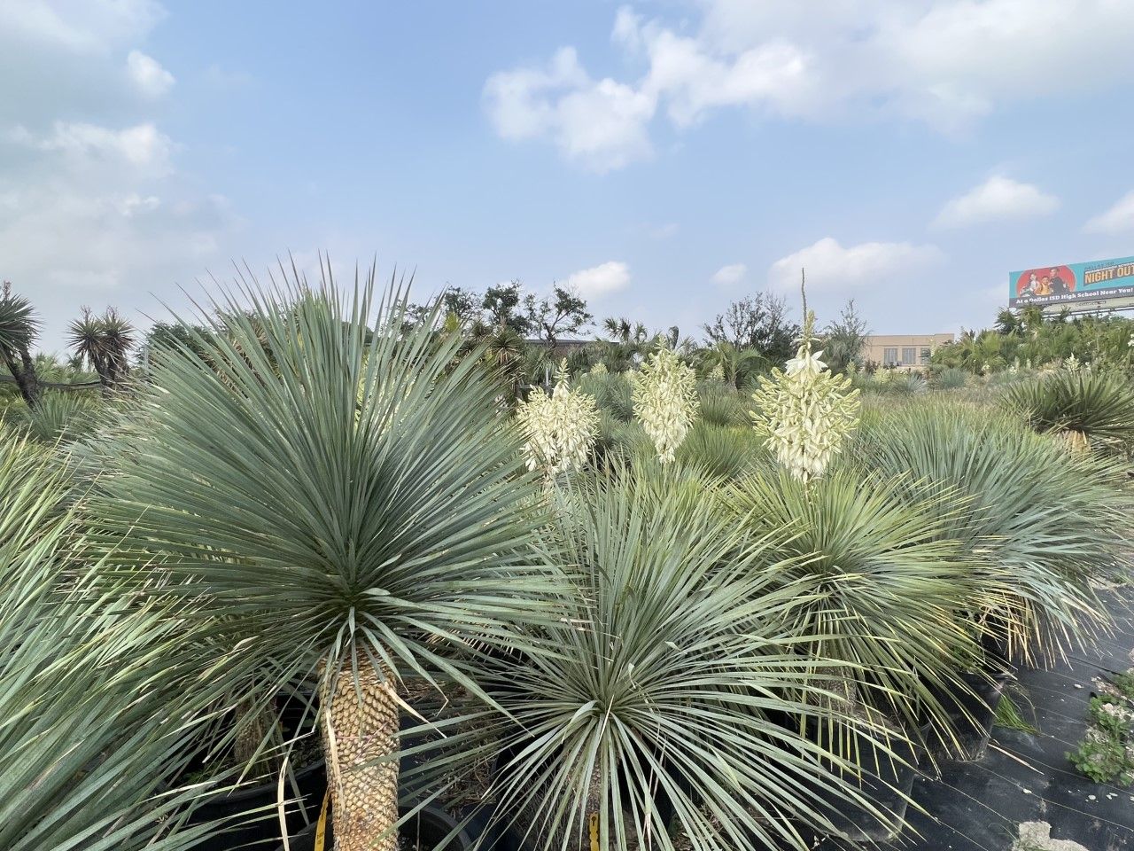 Landscaping Dallas, TX Texas Palm Trees and Irrigation LLC