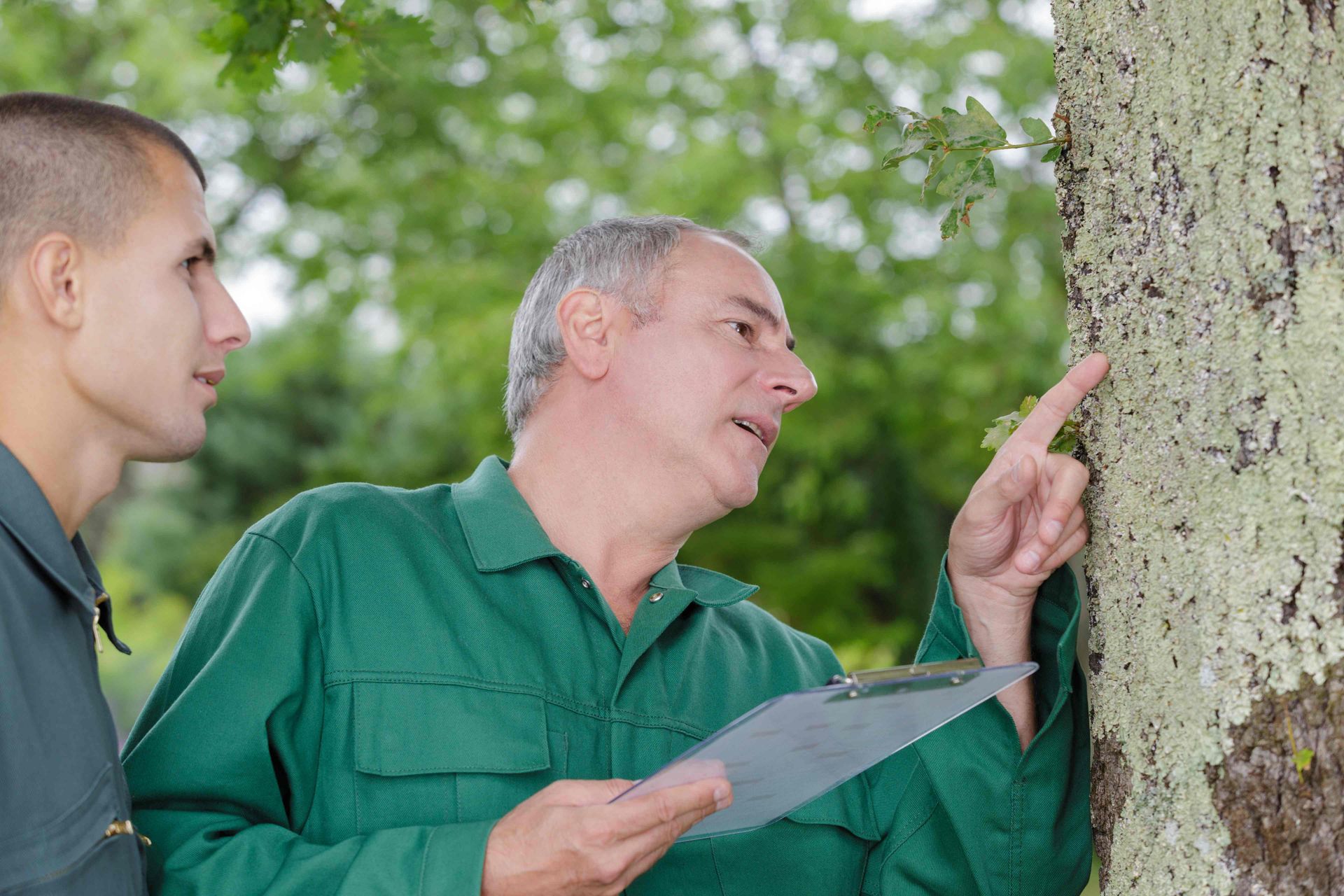Tree disease specialist looking at a tree with homeowner at Hauling Ash Tree Company near Versailles