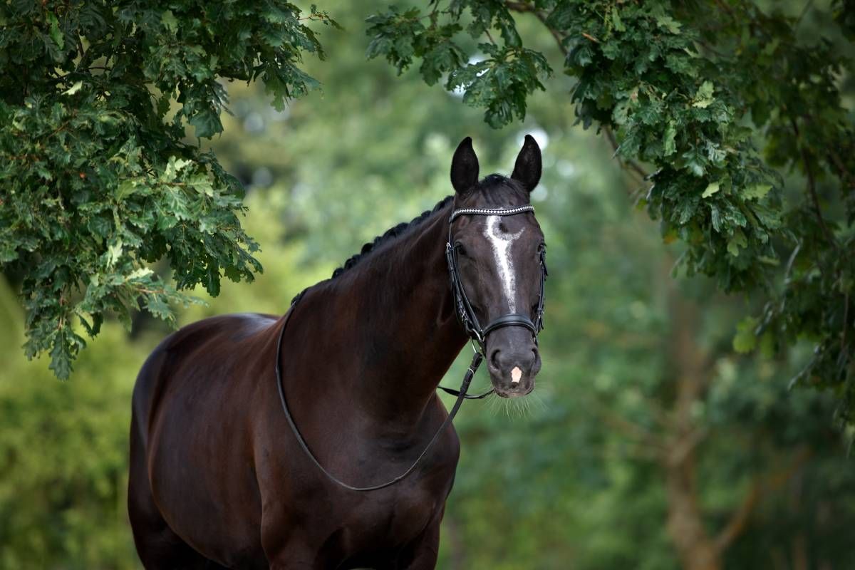 Black horse surrounded by trees near Versailles, KY