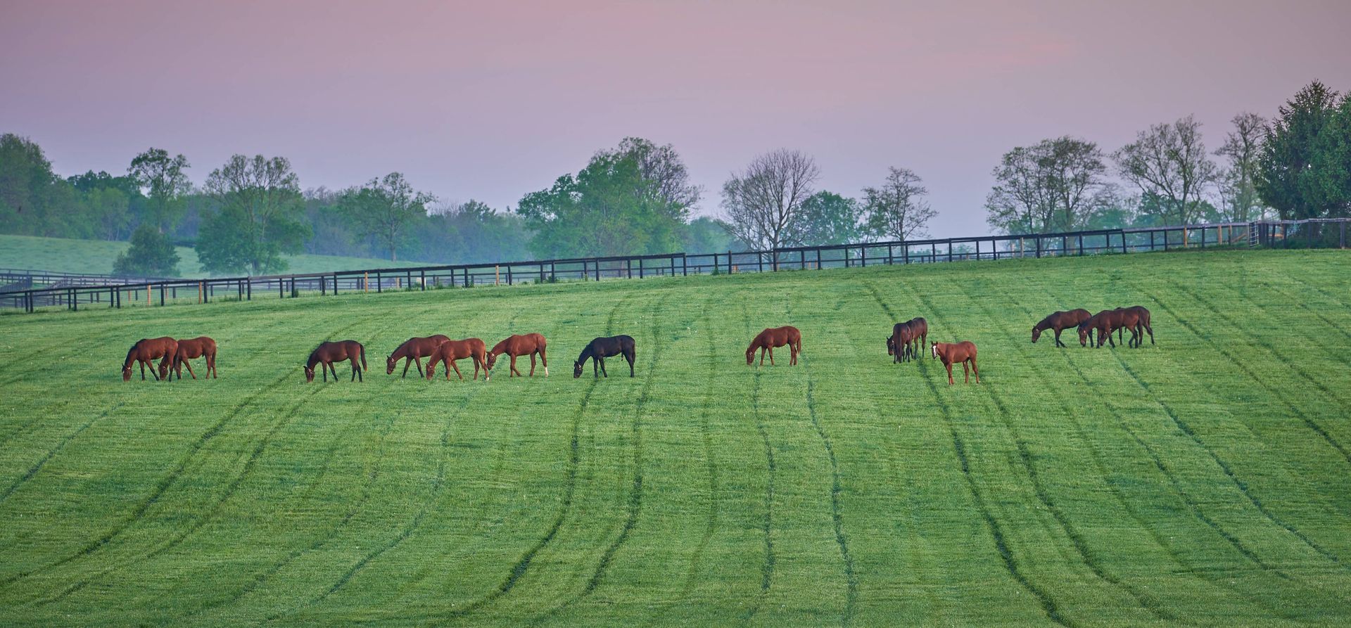 Horse farm with trees in the background near Fayette County, KY