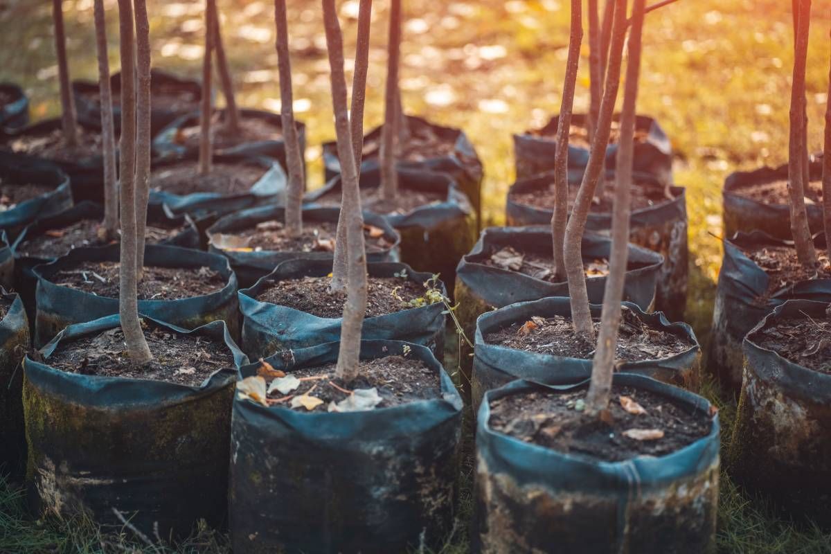 Group of planting trees near Versailles, KY