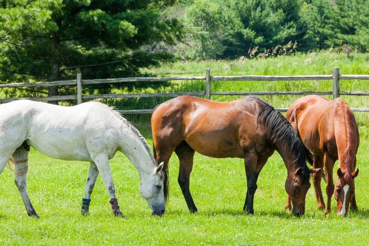 Horses in a field on a horse tree farm near Versailles, KY