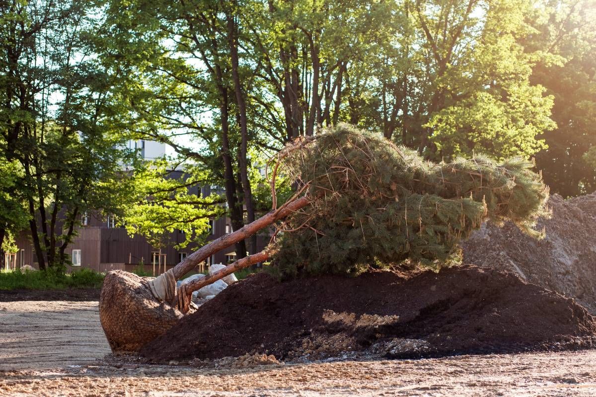 Large tree during transplanting process near Central Kentuck near Versailles, KY
