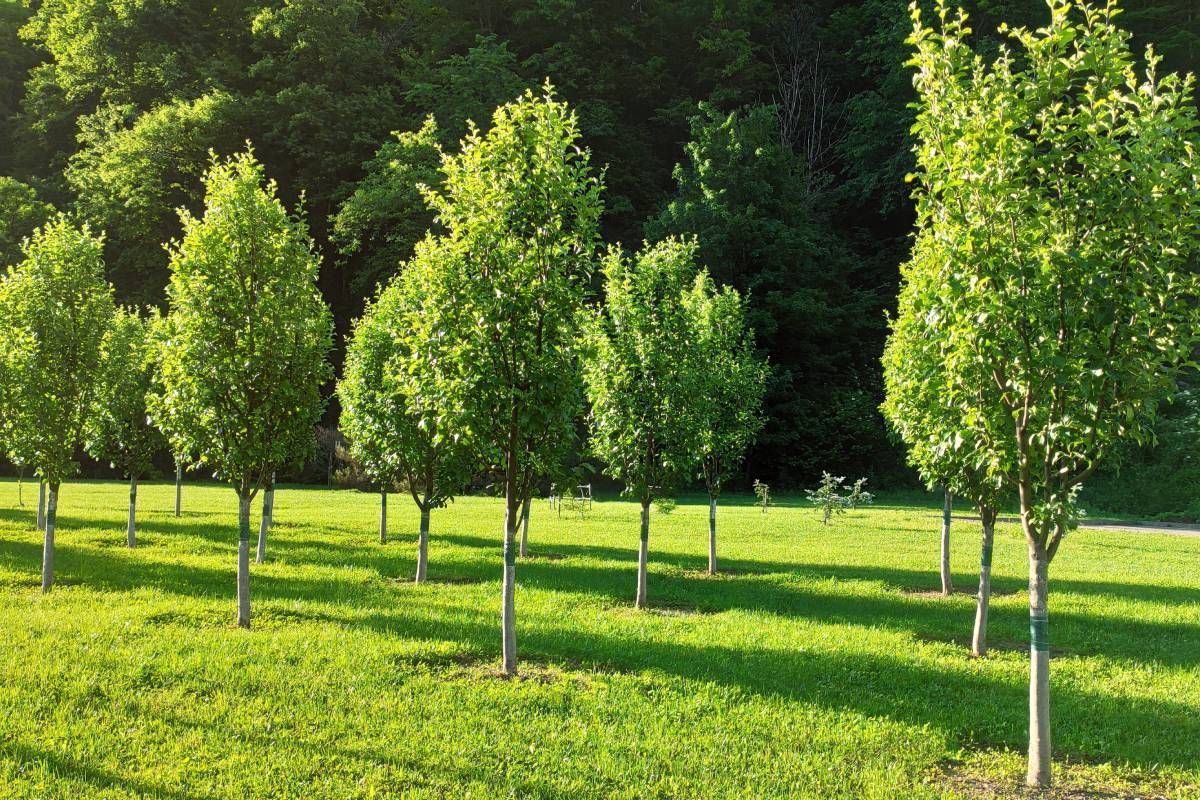 Nursery trees in a yard near Versailles, KY