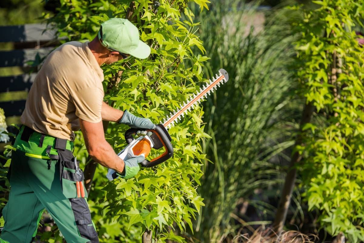 Plant and tree specialist shaping a shrub near Versailles, KY