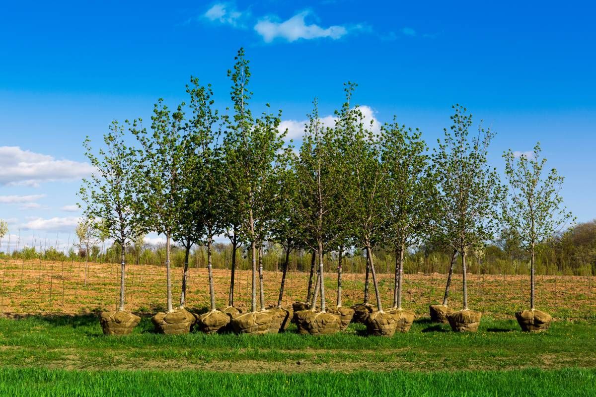 Planting trees near Versailles, KY