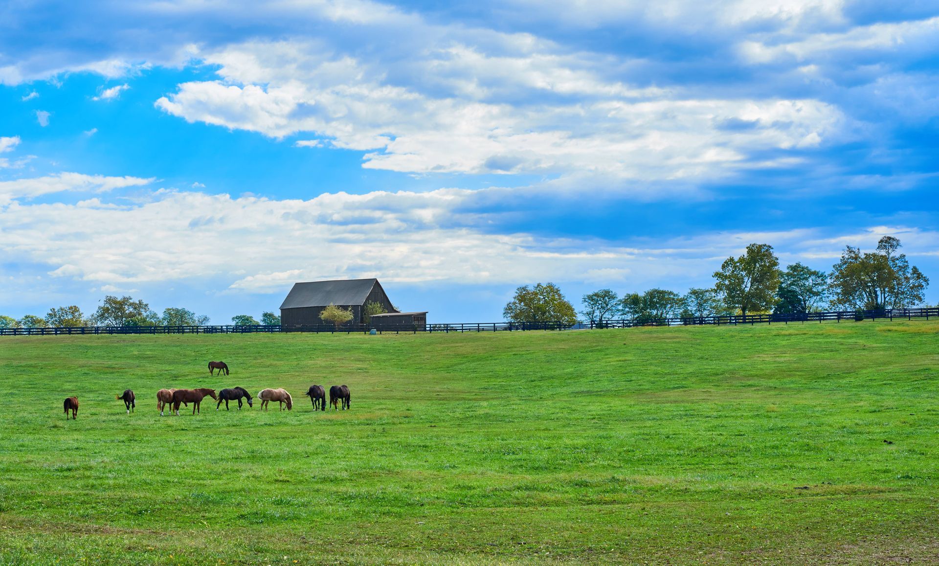 Horse farm with multiple horses grazing in a field in front of a barn.