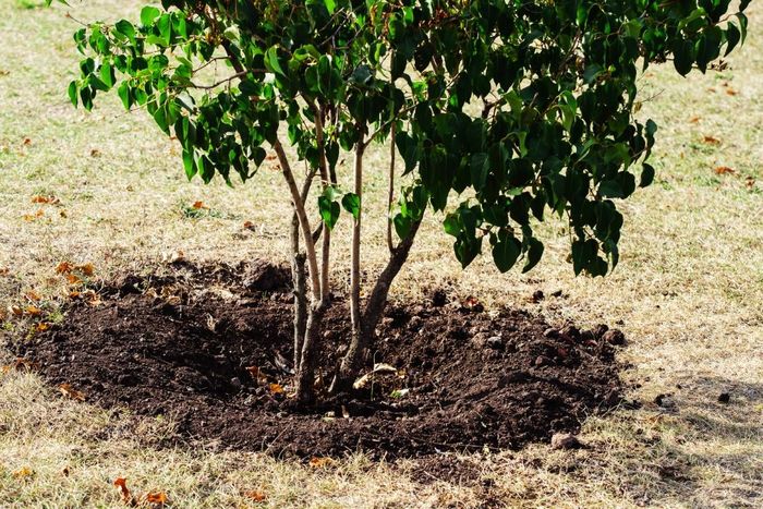Close-up of a recently transplanted tree near Versailles, KY
