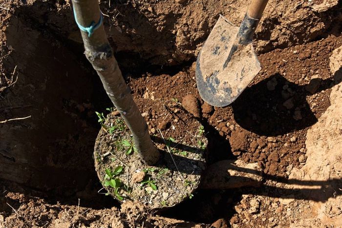 Tree Being Planted near Versailles, KY