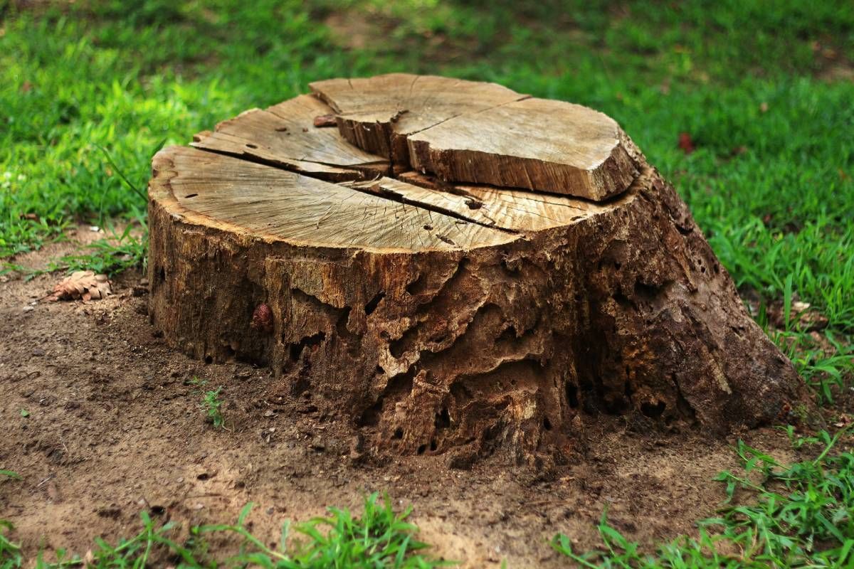 Tree stump in a residential yard near Versailles, KY