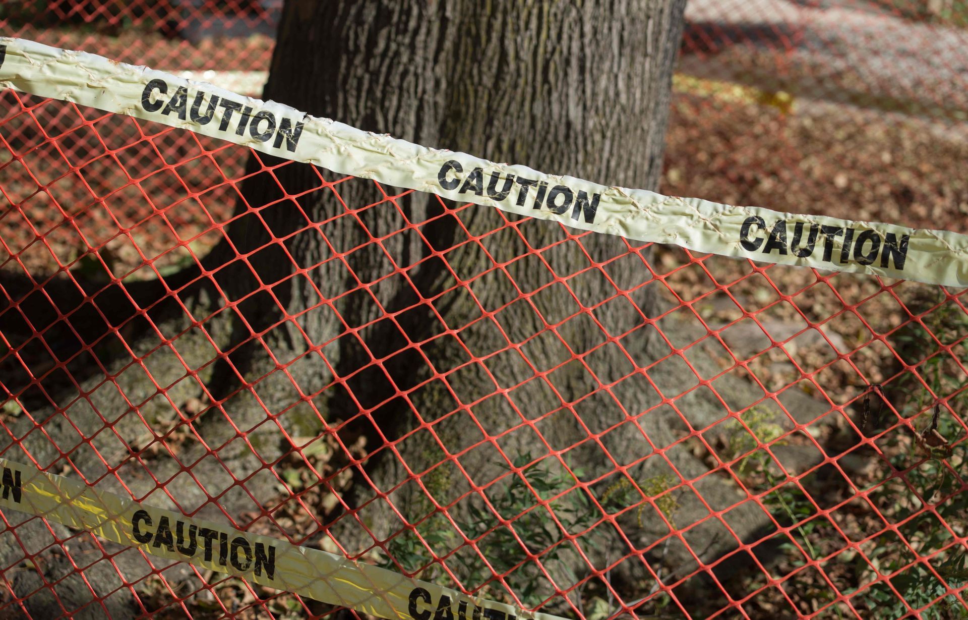 A tree protected by a fence and caution tape at Hauling Ash Tree Company near Versailles, KY.