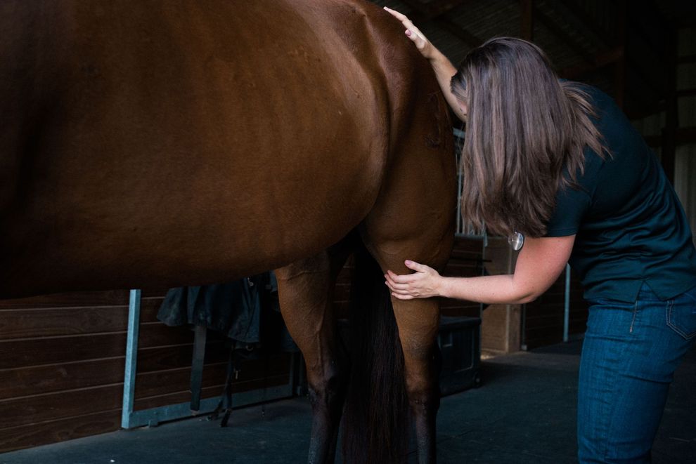 Woman in jeans and a black shirt examining a brown horse's leg in a stable.
