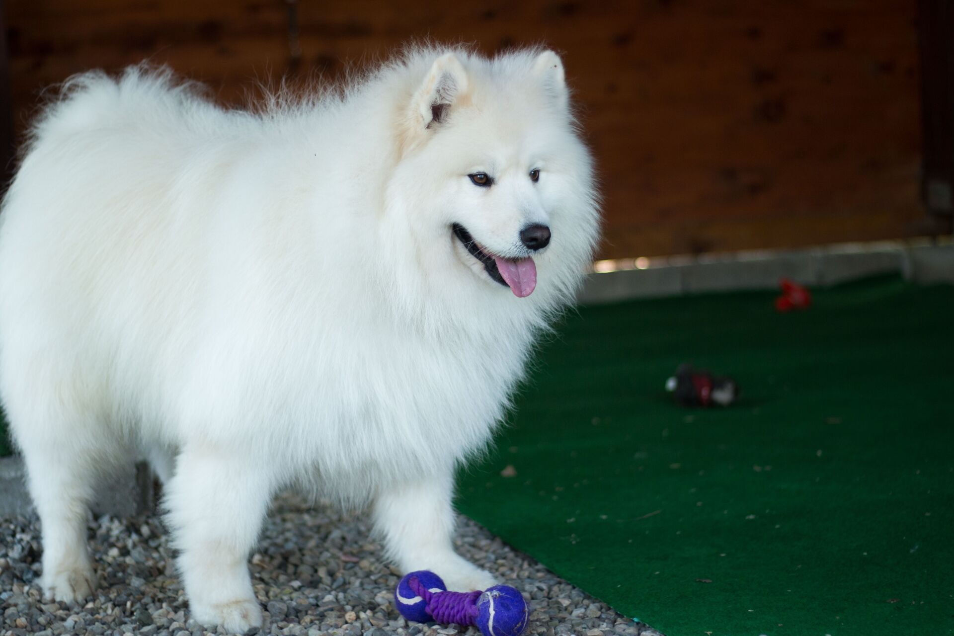 Fluffy white dog standing on gravel beside a green floor, with toys nearby, tongue out and alert.