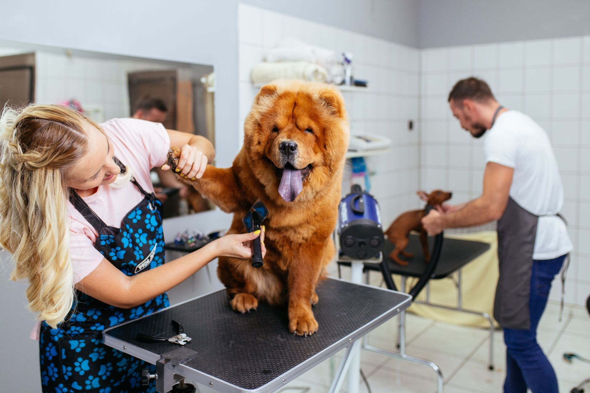 Dog grooming salon with a fluffy brown dog on a table, groomer brushing it while a man holds another dog nearby