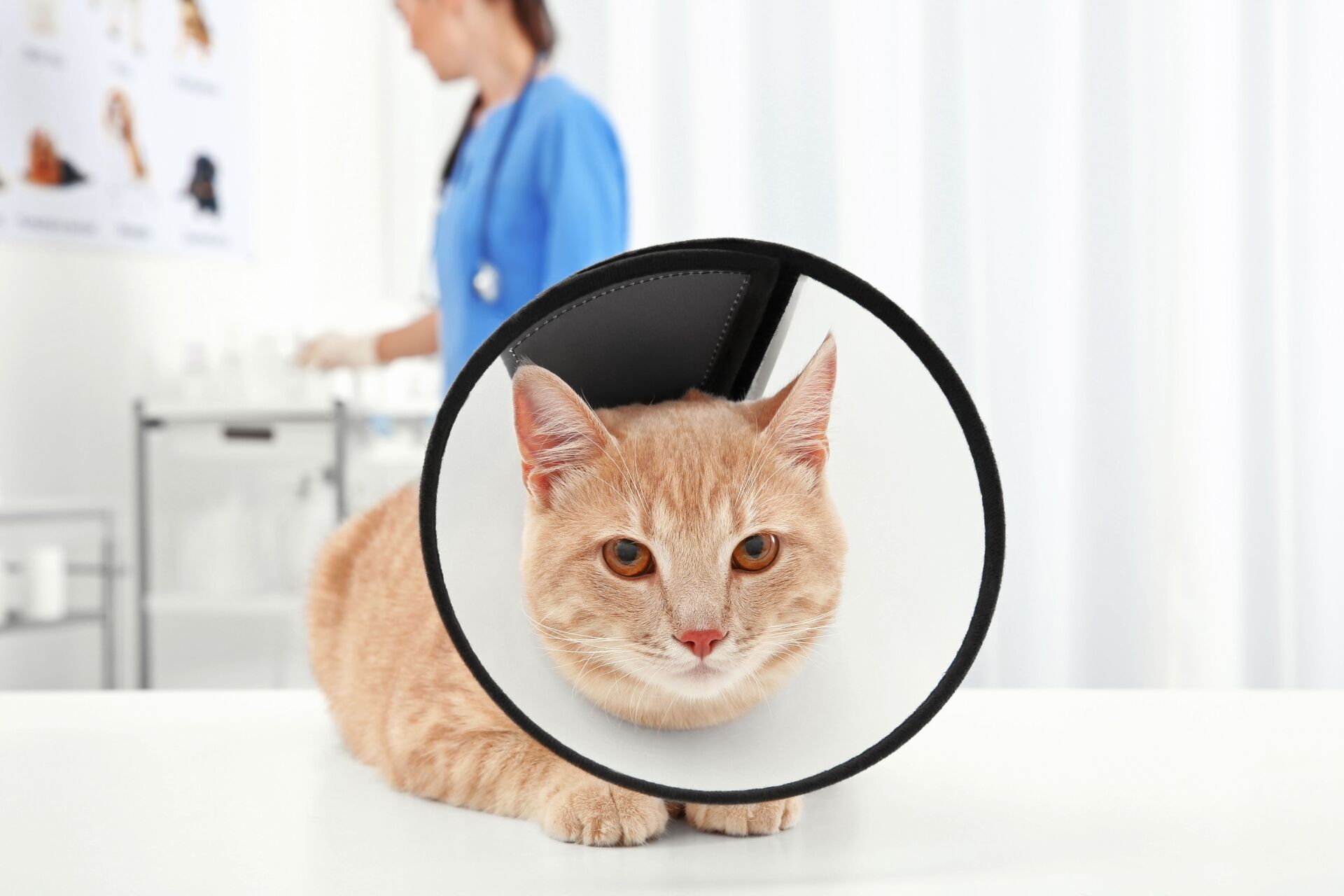 Orange cat wearing a black cone collar in a bright veterinary exam room