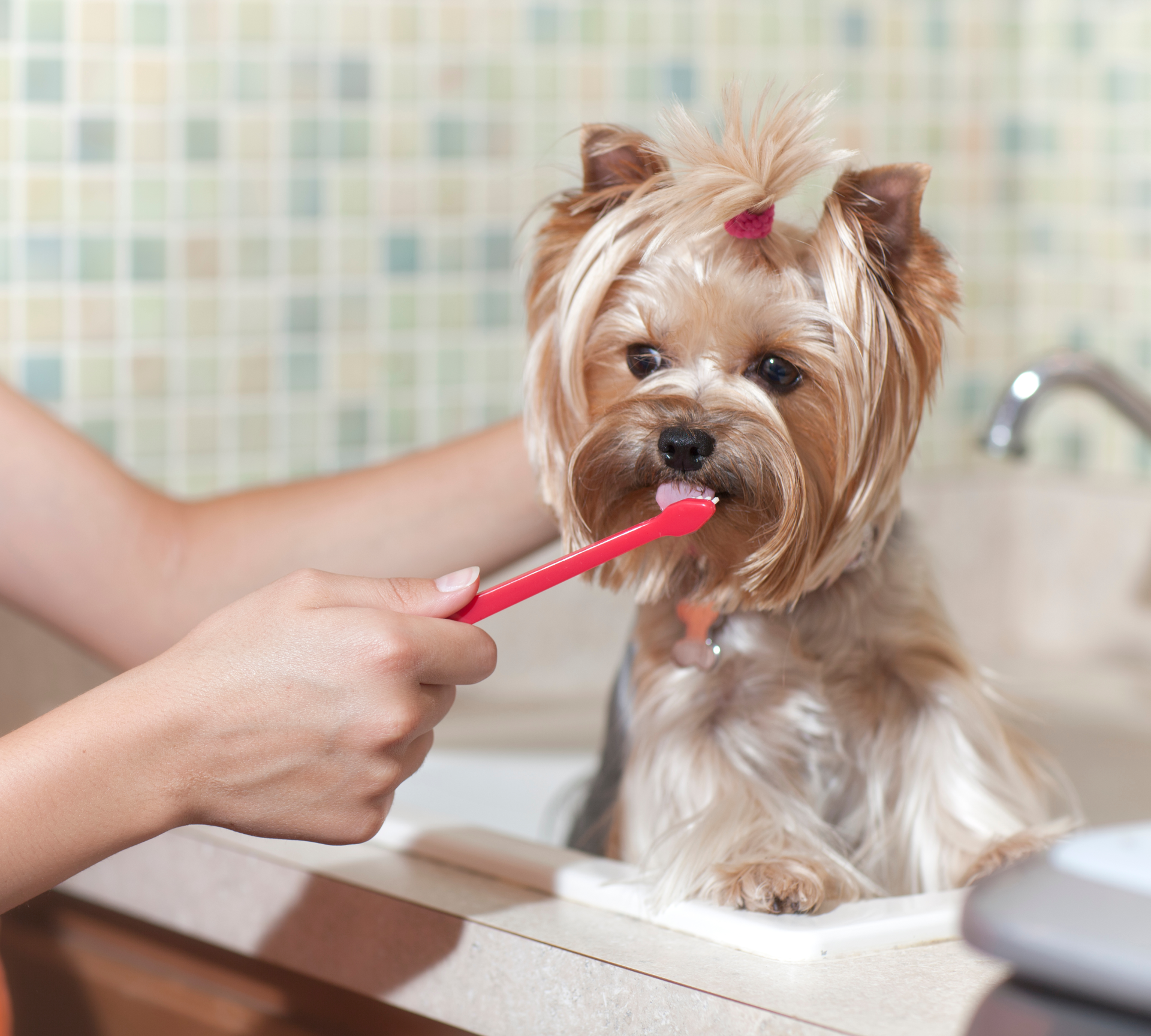 Small dog in a sink being brushed with a red toothbrush-like tool