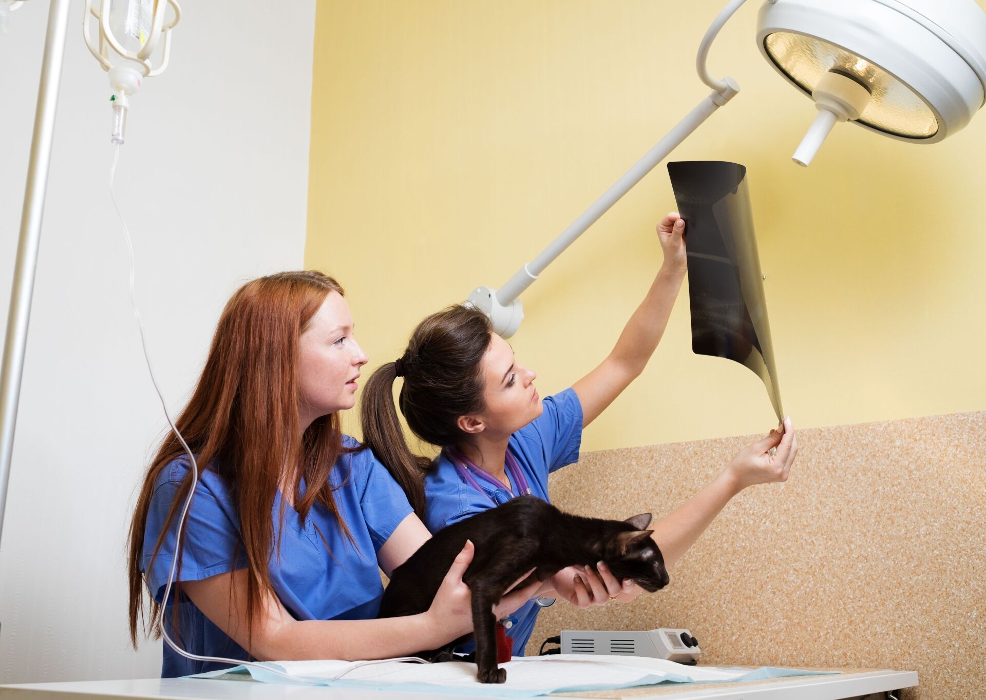 Two girls holding a black lamp shade while fixing a ceiling light in a room with a cat on a table