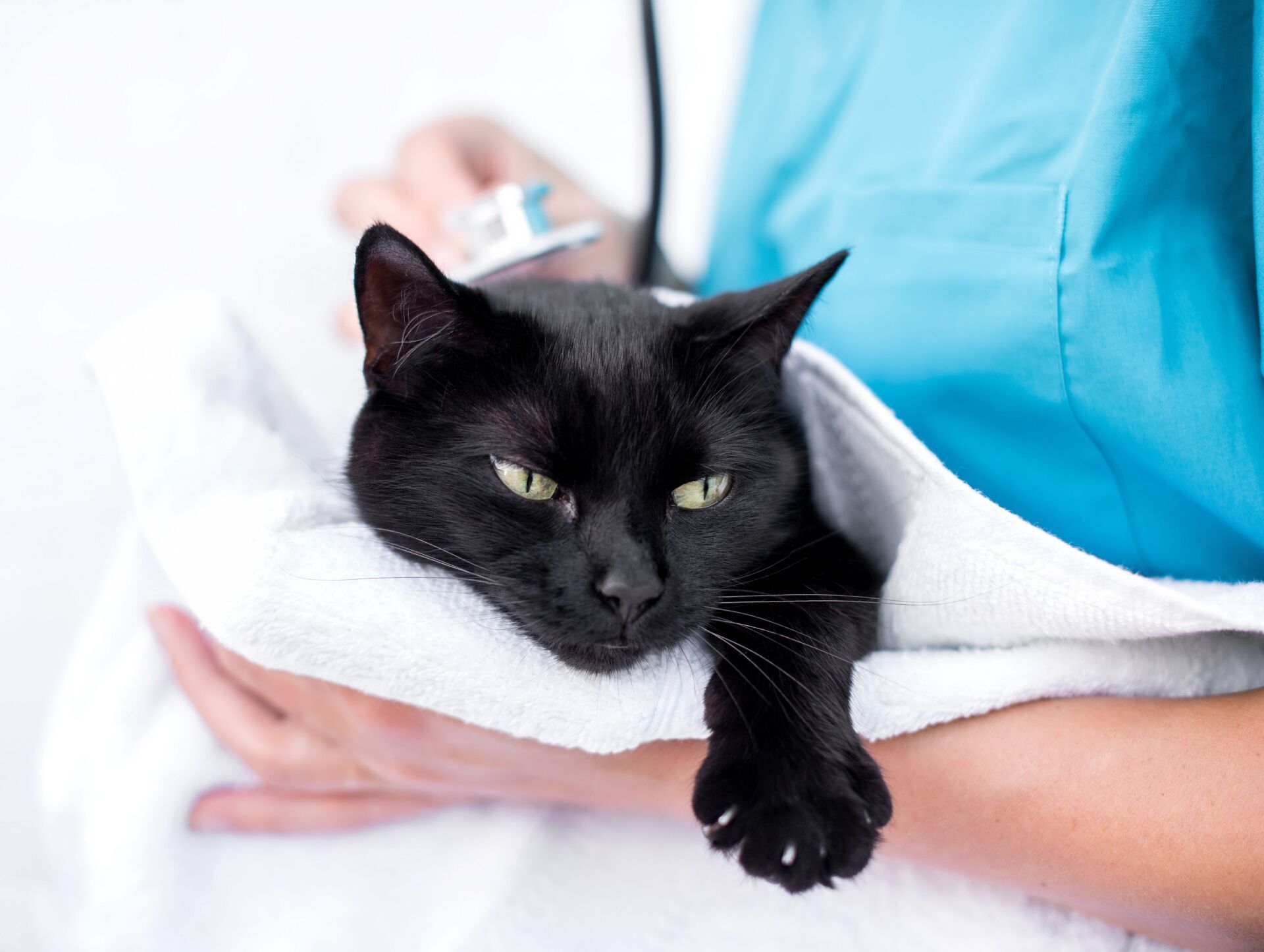 Black cat wrapped in a white towel, being held by a person in a blue shirt