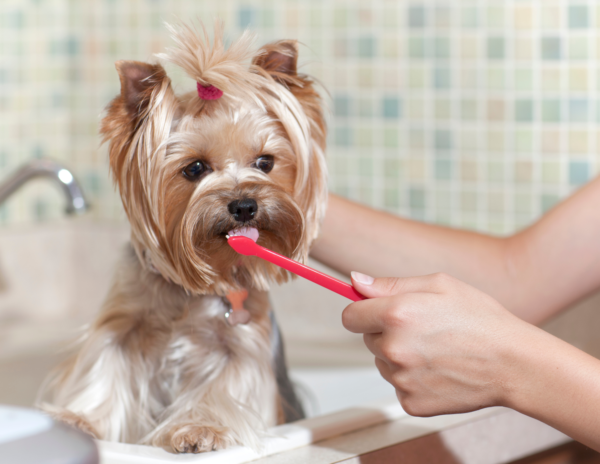 Small Yorkshire terrier being brushed with a pink toothbrush in a sink by a person’s hands